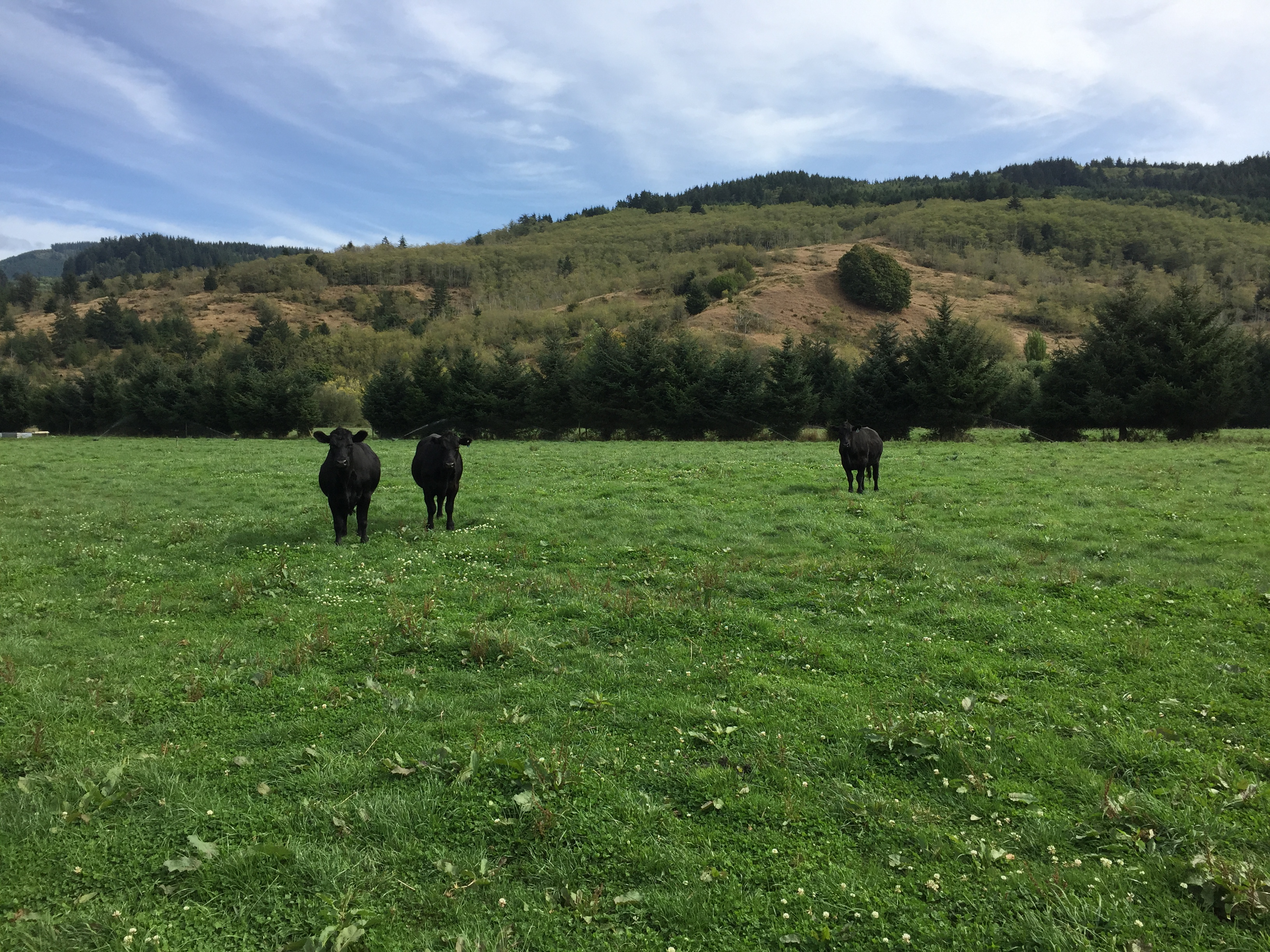 3 of the last 4 steers for 2015.